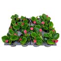 Afbeelding van Begonia P9 Grbl Rose